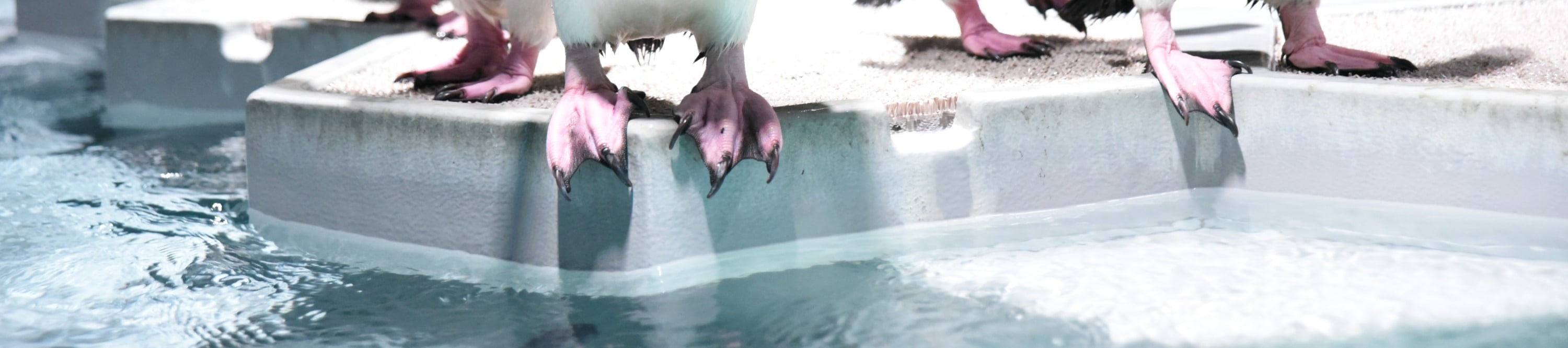 AOAO SAPPORO水族館（北海道）