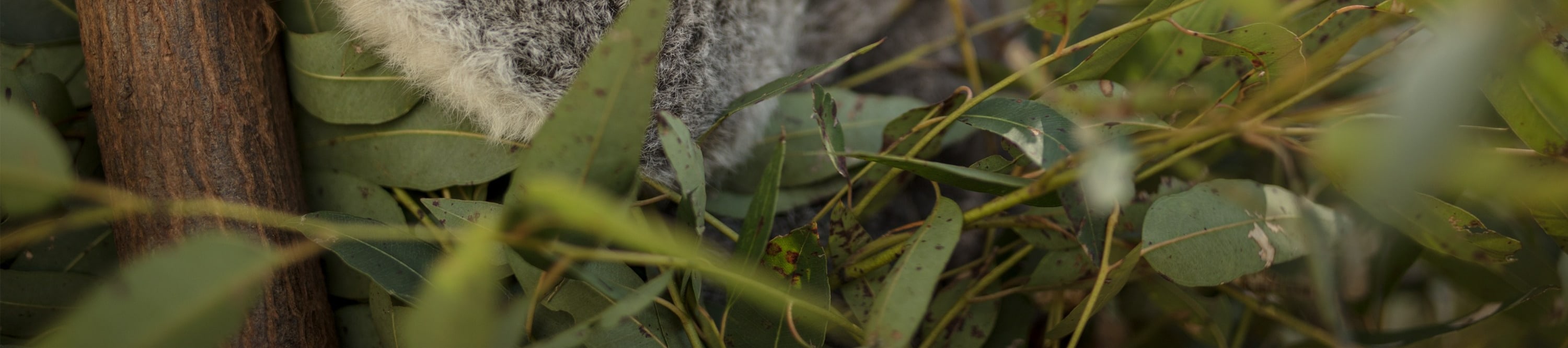 Discover koalas up close during your leisurely wildlife walkabout, perfect for animal lovers