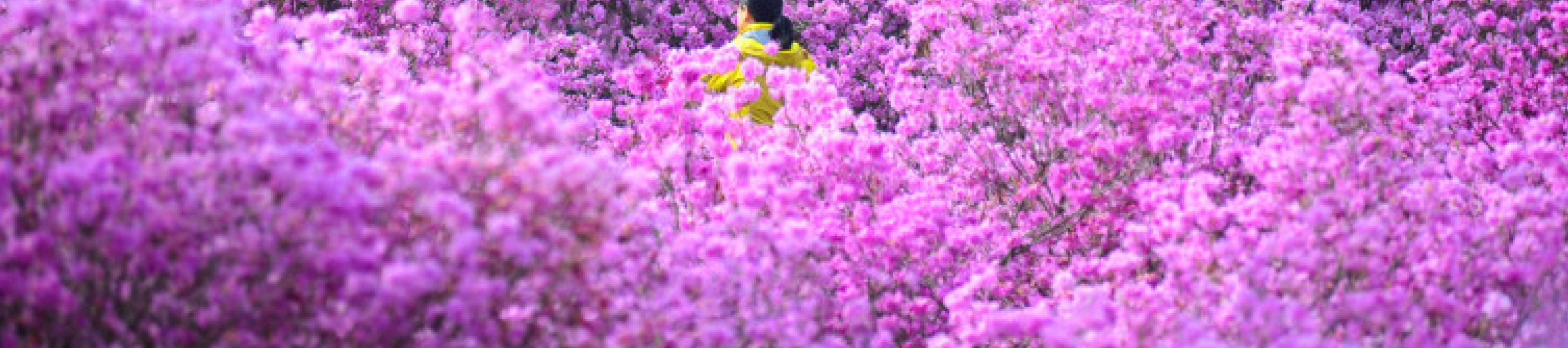 所以，帶上你的相機和你最喜歡的愛花朋友——是時候去紫色了！💜