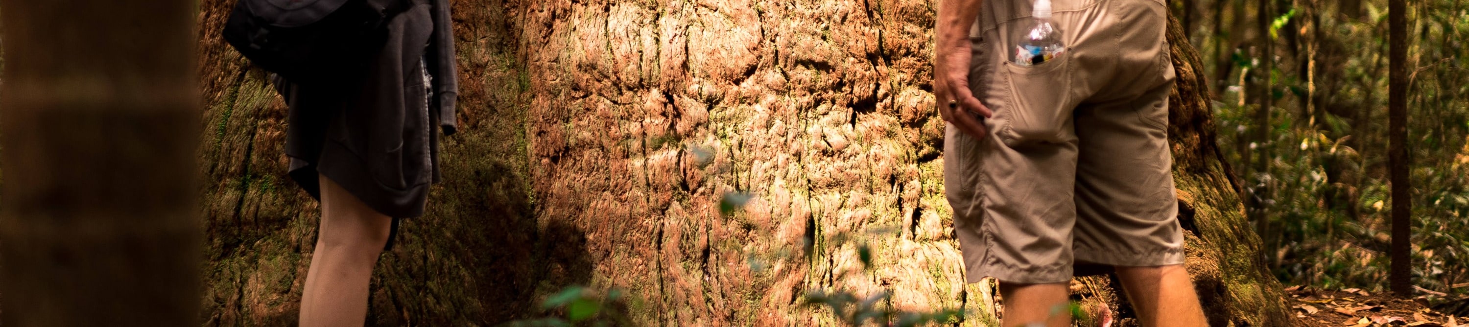 Giant rainforest trees on K'gari (Fraser Island)