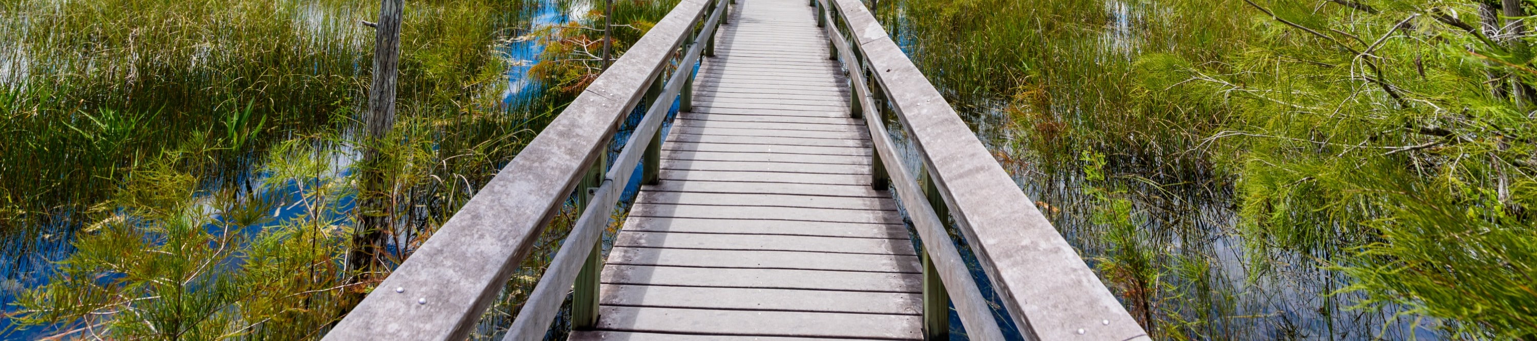 Climb the Pay-Hay Overlook Tower Trail for panoramic vistas of the vast Everglades