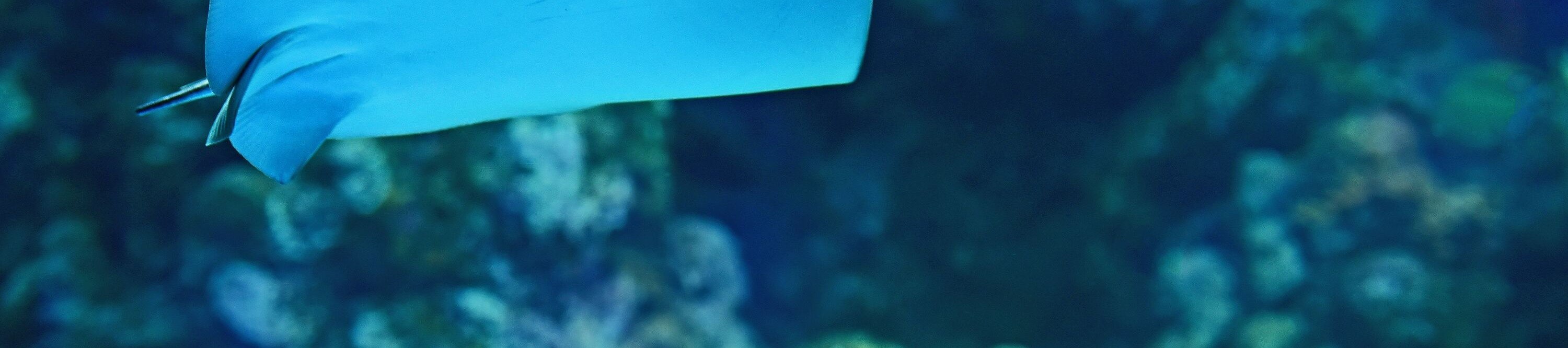 凱恩斯水族館海洋生物邂逅之旅