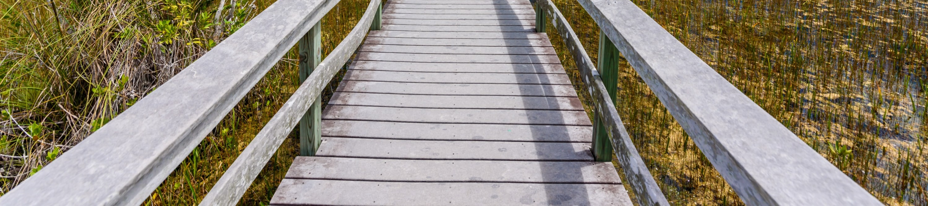 Discover the Mahogany Hammock Trail, featuring a unique and diverse Everglades ecosystem