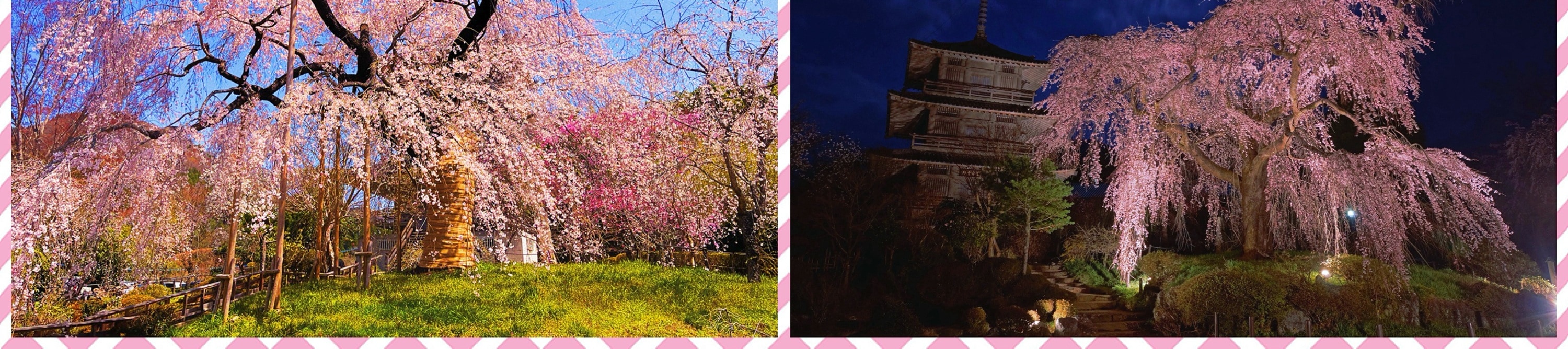 櫻花時節，將會前往净專寺。預計開始時間在3月下旬至4月初，根據天氣和花期，會有部分調整，敬請理解。
櫻花多為染井吉野櫻，花期時整片天空染上淡淡粉色，微風吹過時花瓣飄落，與寺院的木造建築、石階與鐘樓相互映襯，營造出安靜而溫柔的氛圍。相比大型觀光賞櫻公園，淨專寺更適合想要避開人潮、慢慢散步、細細欣賞櫻花之美的旅人，是感受「日本春天日常風景」的絕佳地點。