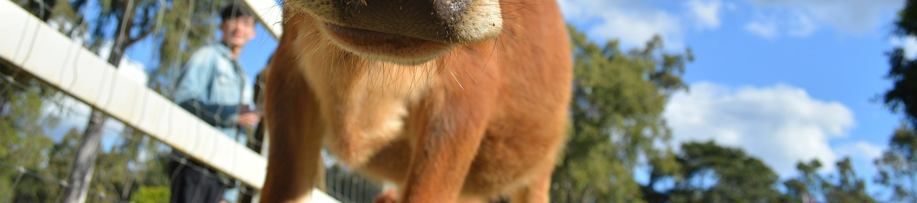 Visit the farmyard and get hands-on with friendly cows, a charming countryside experience