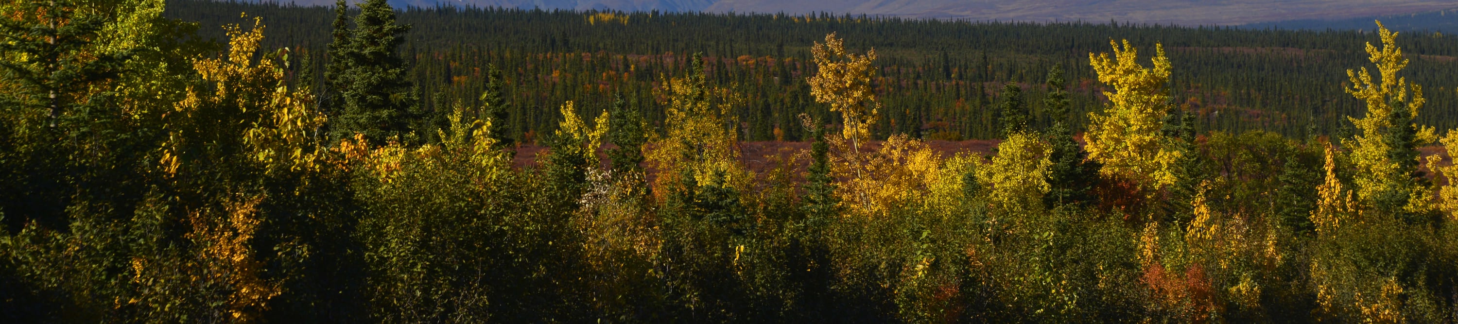 德納里公路吉普車遊覽 (Highway Jeep Excursion in Denali)