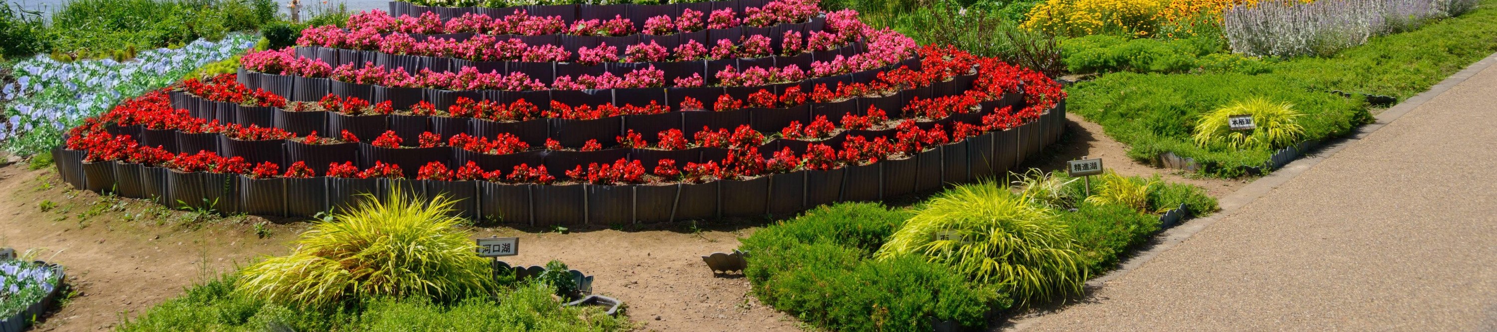 One-Day Tour to Mt. Fuji's Popular Flower Viewing Spots (Depart from Tokyo or Shinjuku)