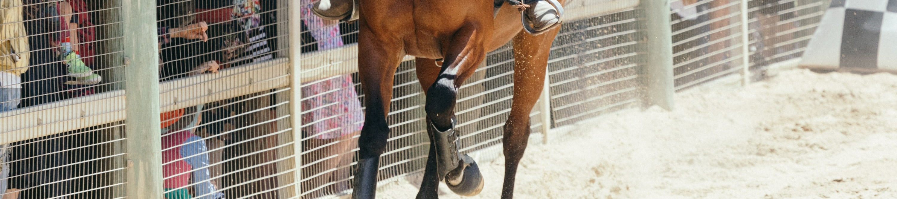 Watch a breathtaking stockhorse show, showcasing impressive skills and the bond between rider and horse
