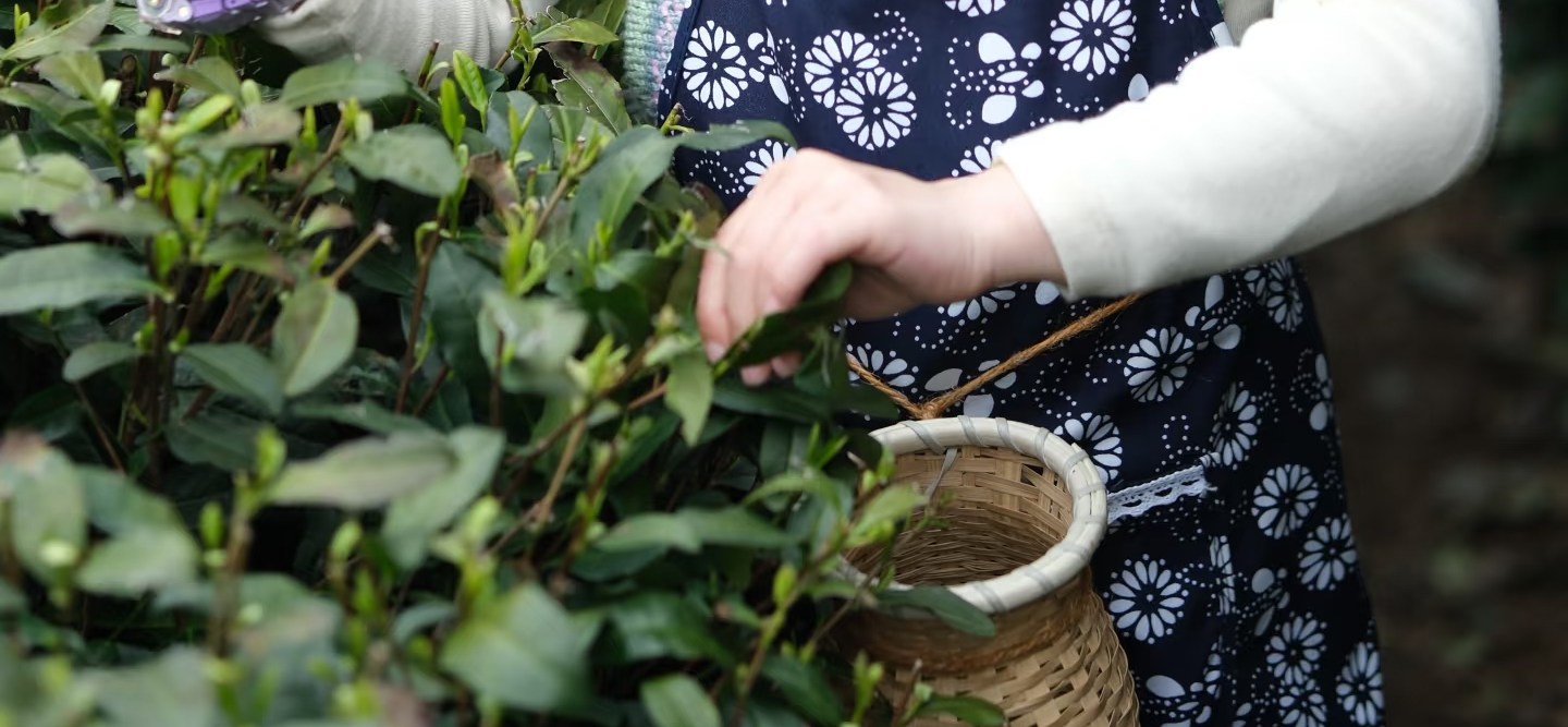 換裝採茶