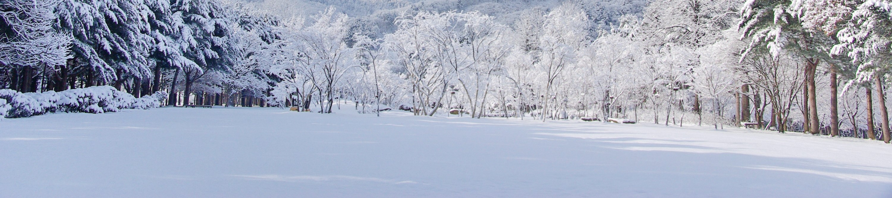 皚皚白雪覆蓋的枝枒，勾勒出寧靜祥和的冬日美景。