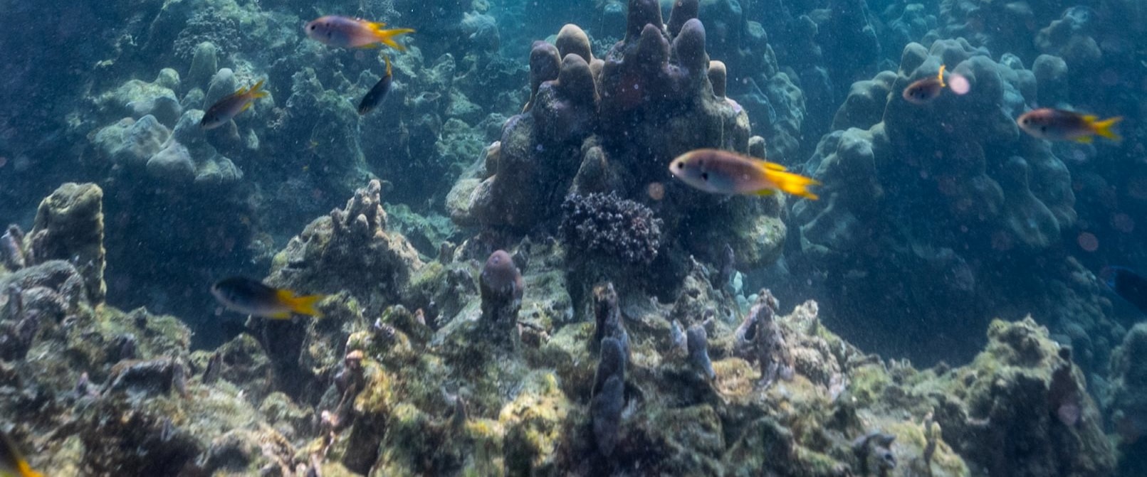 Underwater discovery