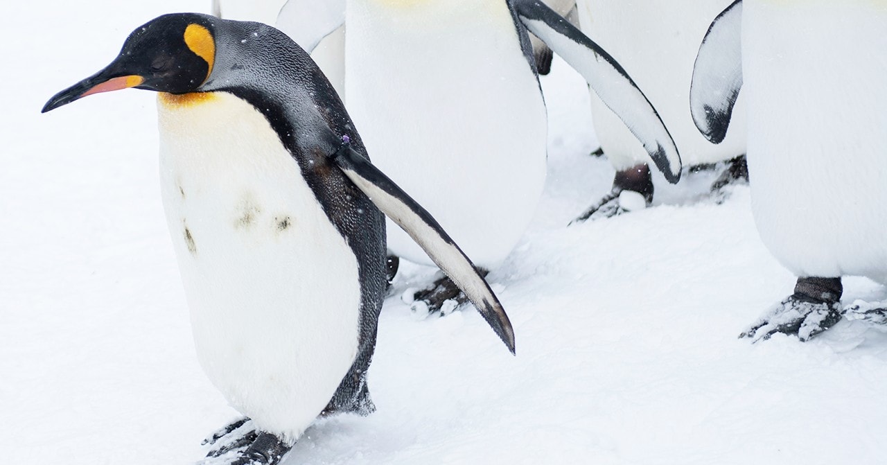 Hokkaido Asahiyama Zoo & Biei One Day Tour丨Chinese/English Bilingual Tour Guide + Optional Small Group + Optional Hotel Pick-up