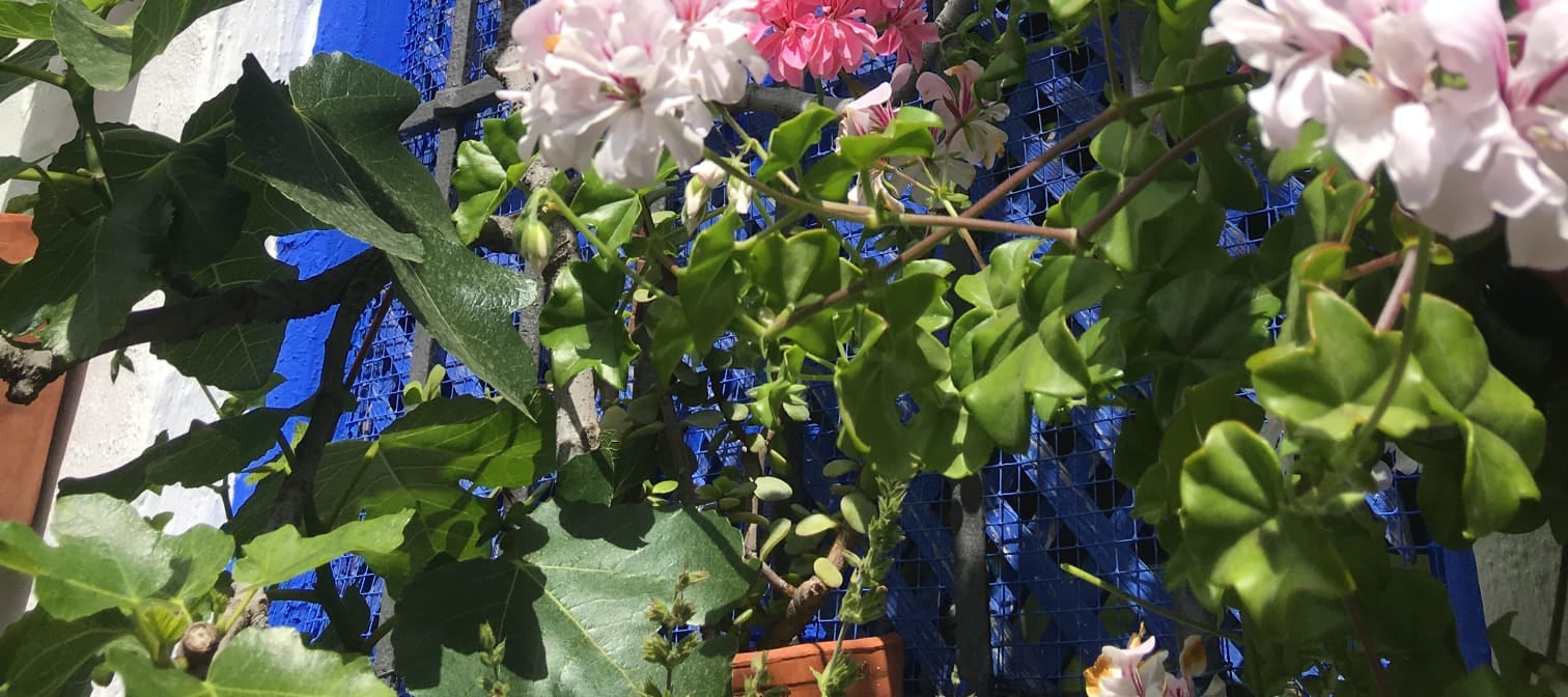 哥多華 (Cordoba) 庭院