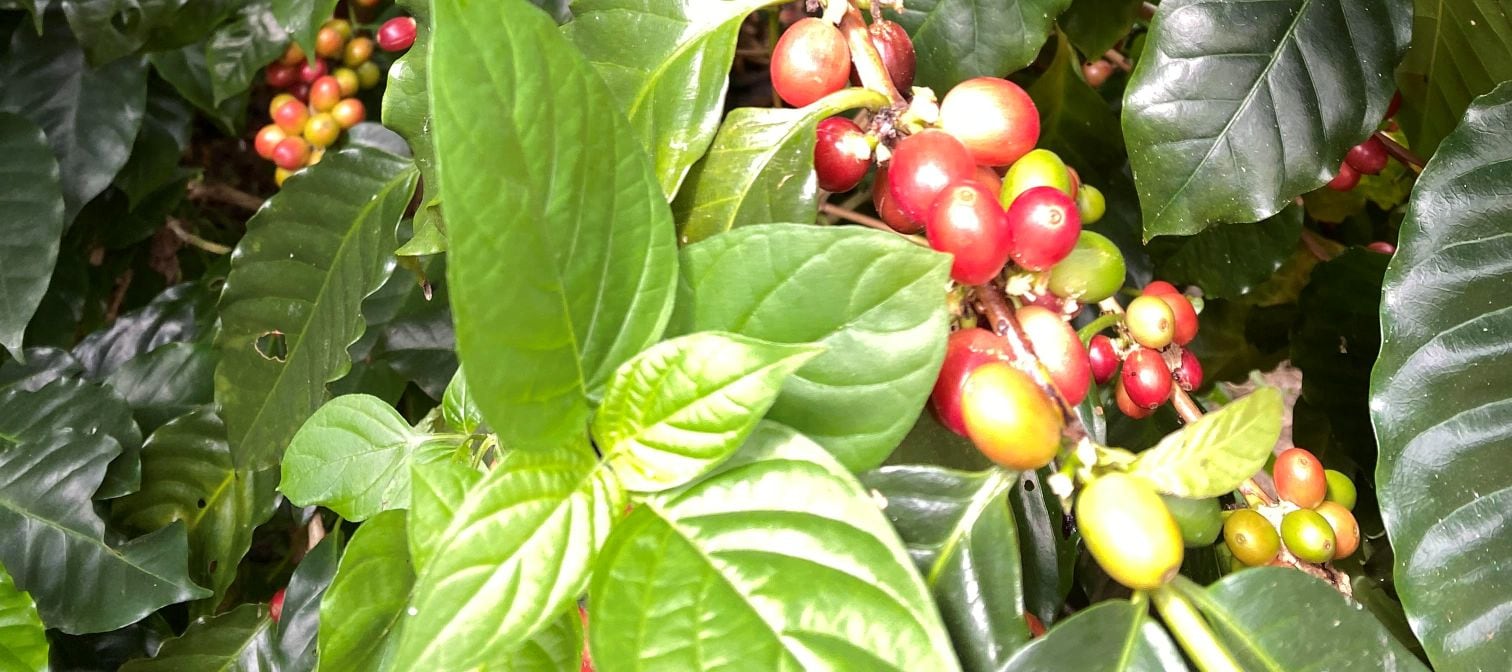 Stories Coffee - 烘焙咖啡工作坊 | 坪洲