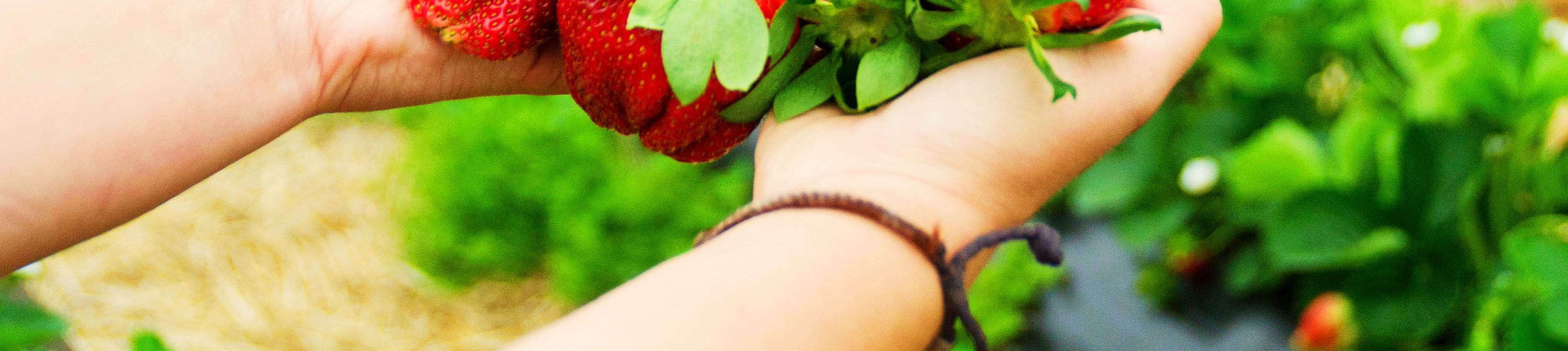 以花園的夜景為背景，創造特別的回憶。