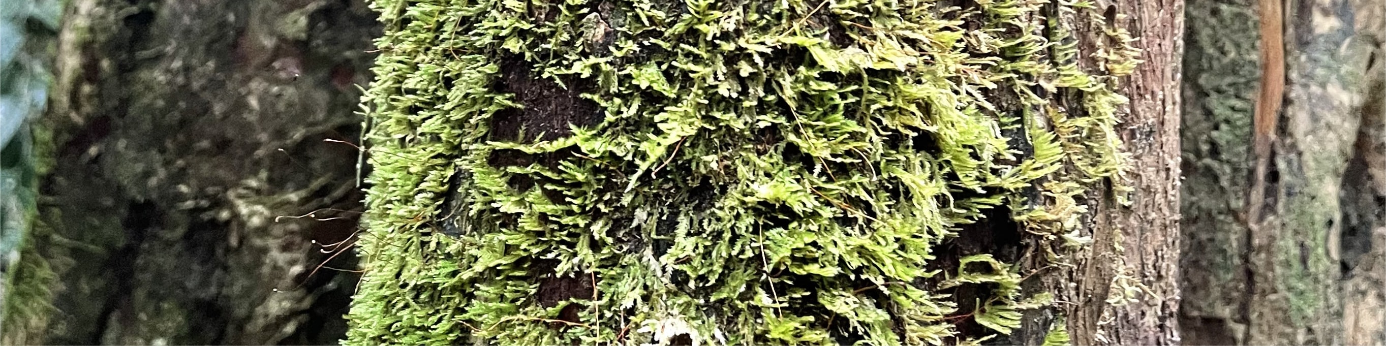 浮羅交怡清晨雨林徒步之旅