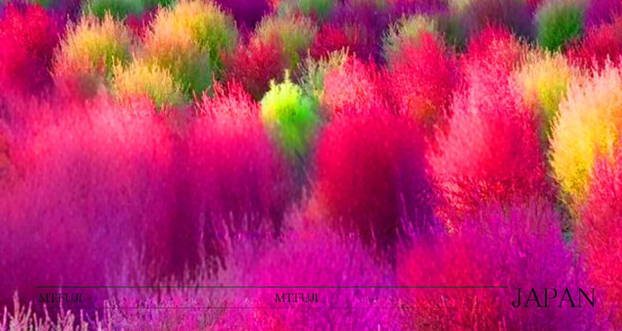 富士山浪漫一日遊｜邂逅四季的夢幻景緻與打卡聖地