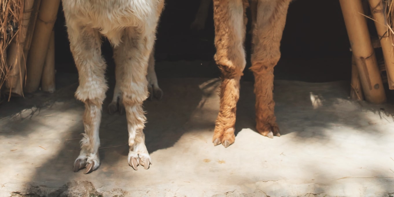 Alpaca Connection Experience in Bali