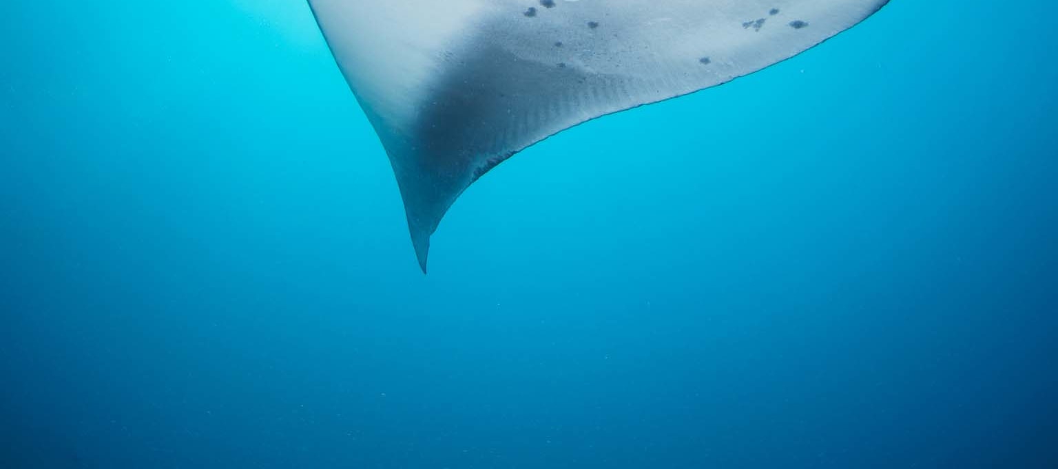 潛入珀尼達島：與 PADI 中心一起進行 2 次潛水探索水肺潛水