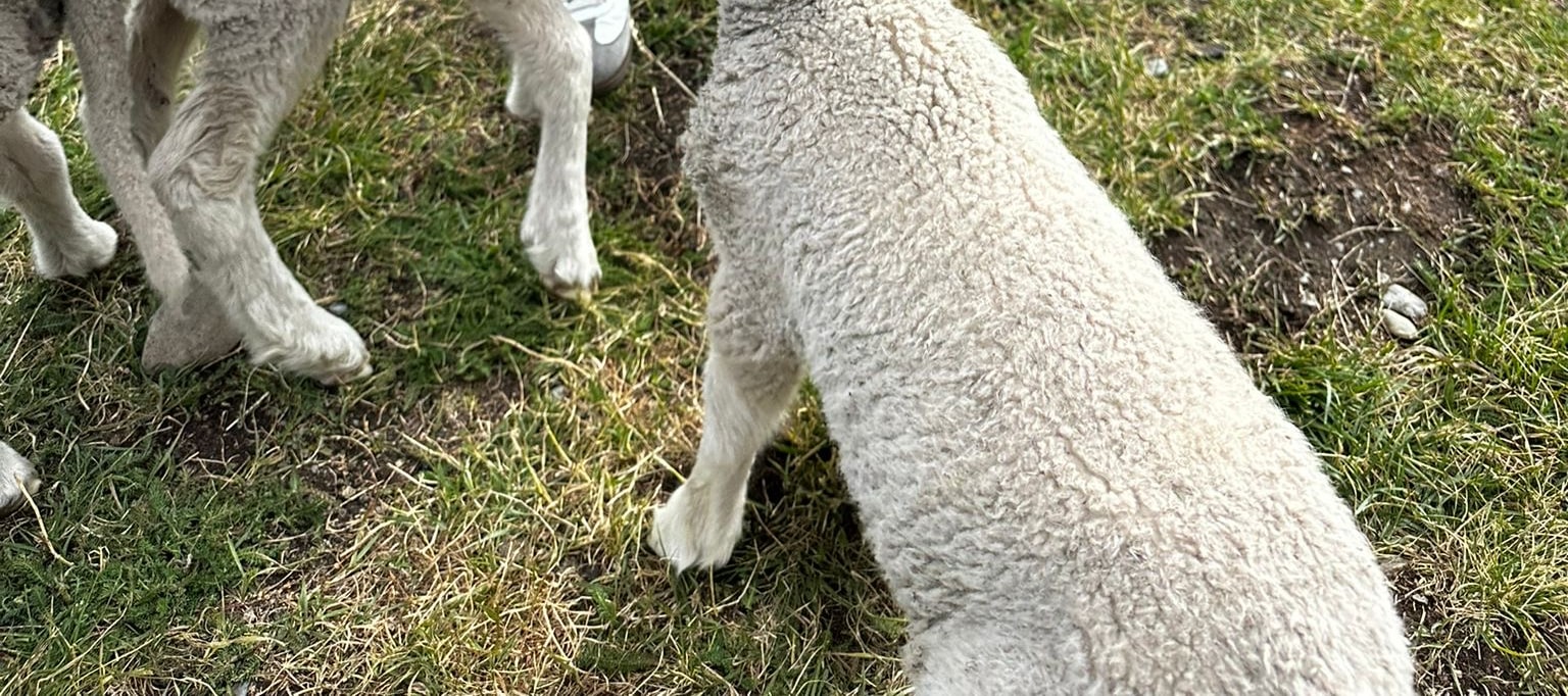 蒂卡波寵物動物園門票