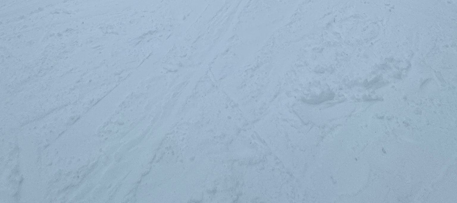 Private Mount Buller Snow & Ski Tour in Melbourne