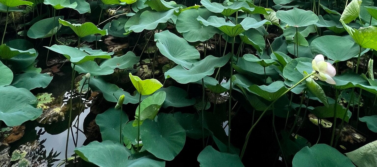 京都日式花園茶道體驗