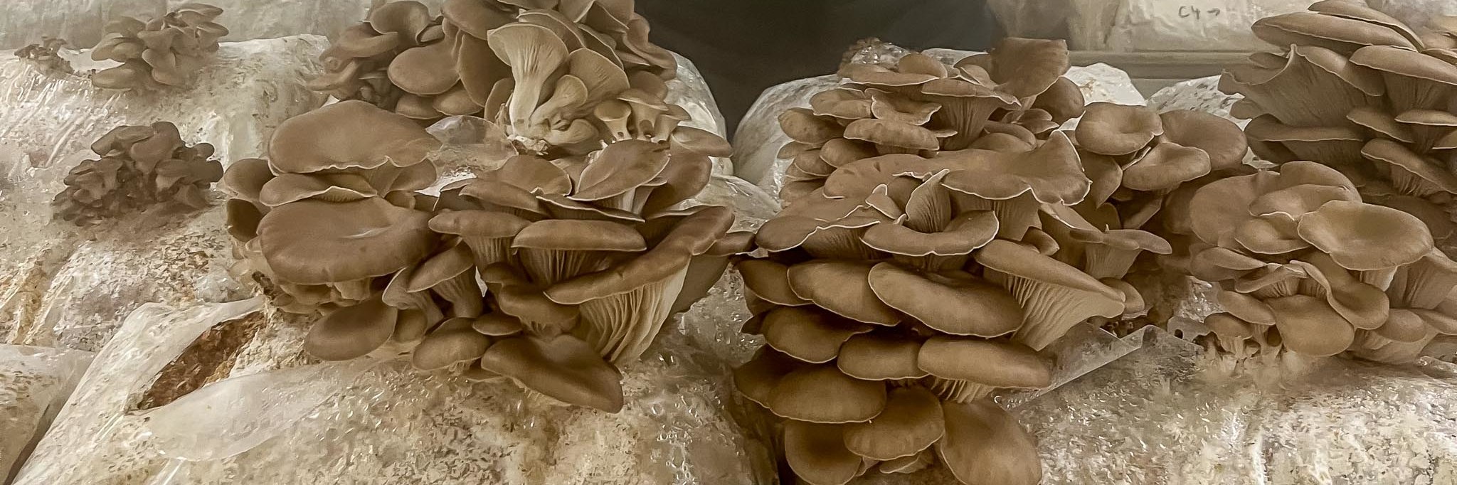 Carsten is holding a huge oyster mushroom in his hand