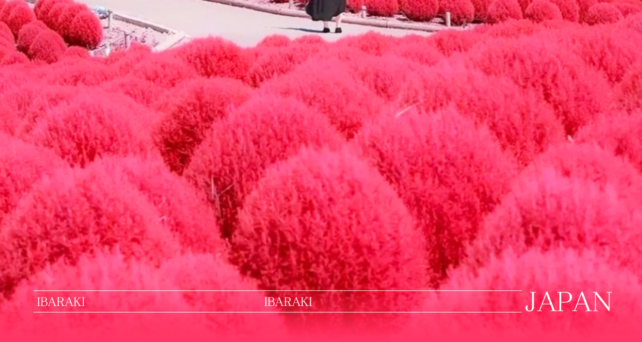 一日暢遊海與花之國! 從神磯鳥居的震撼日出到海鮮市場的鮮味饗宴,再到常陸海濱公園的夢幻花海,盡賞茨城最迷人的自然與人文風光。 一日暢遊海與花之國! 從神磯鳥居的震撼日出到海鮮市場的鮮味饗宴,再到常陸海濱公園的夢幻花海,盡賞茨城最迷人的自然與人文風光。