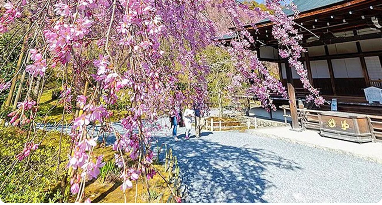 天龍寺歷史悠久，庭園雅緻，是京都嵐山的世界文化遺產與禪宗聖地。