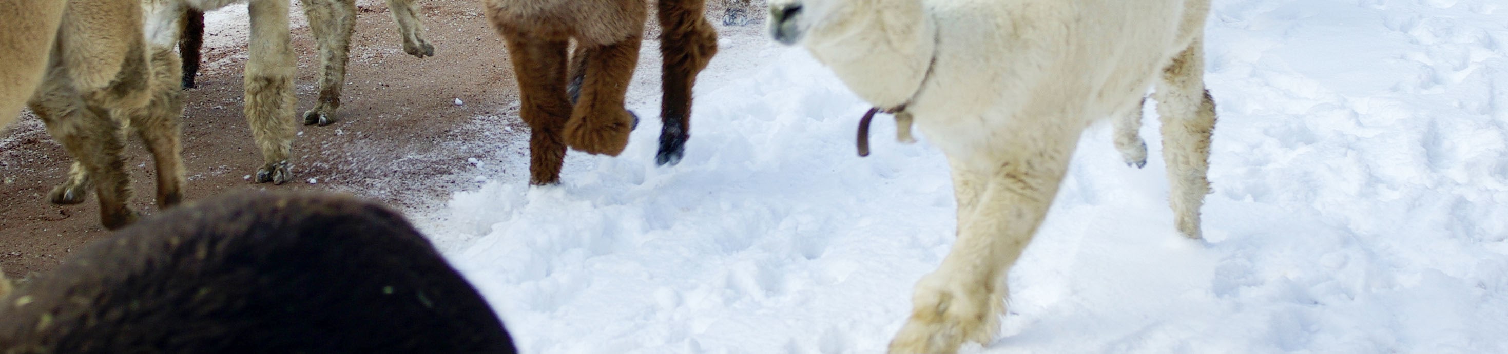 在韓國觀賞最蓬鬆的遊行,數十隻羊駝將時尚地小跑步經過。 在韓國觀賞最蓬鬆的遊行,數十隻羊駝將時尚地小跑步經過。