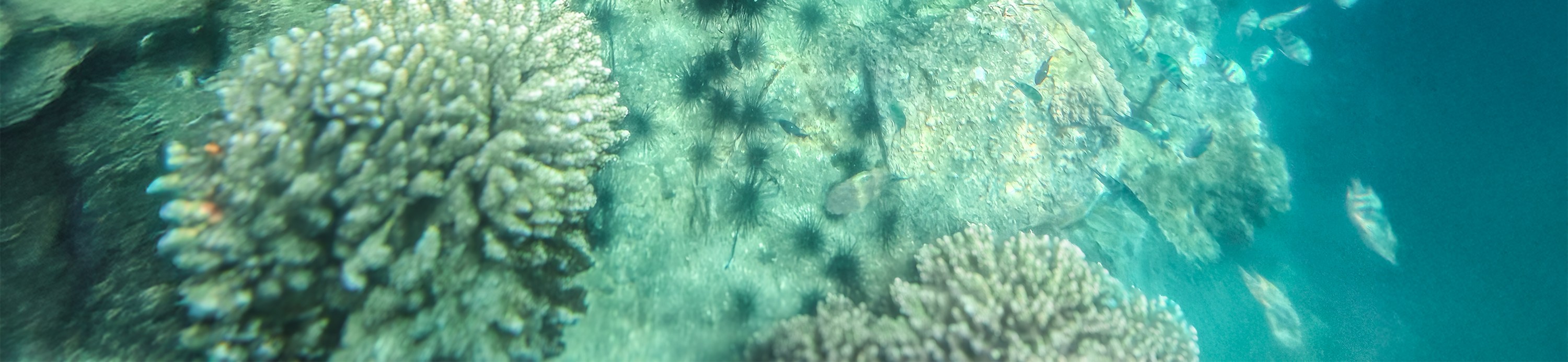 芽莊半日浮潛探險，船上燒烤暢享
