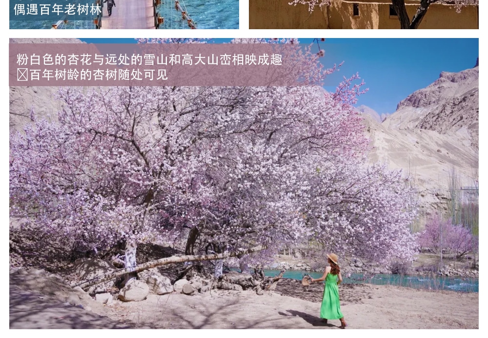 新疆南疆杏花私家7日（不周山野奢營地+日照金山+白沙湖觀景愛帕民宿+塔爾鄉杏花村+木吉冰火幻境+盤龍古道+慕士塔格4號冰川+雪柳樹洞）
