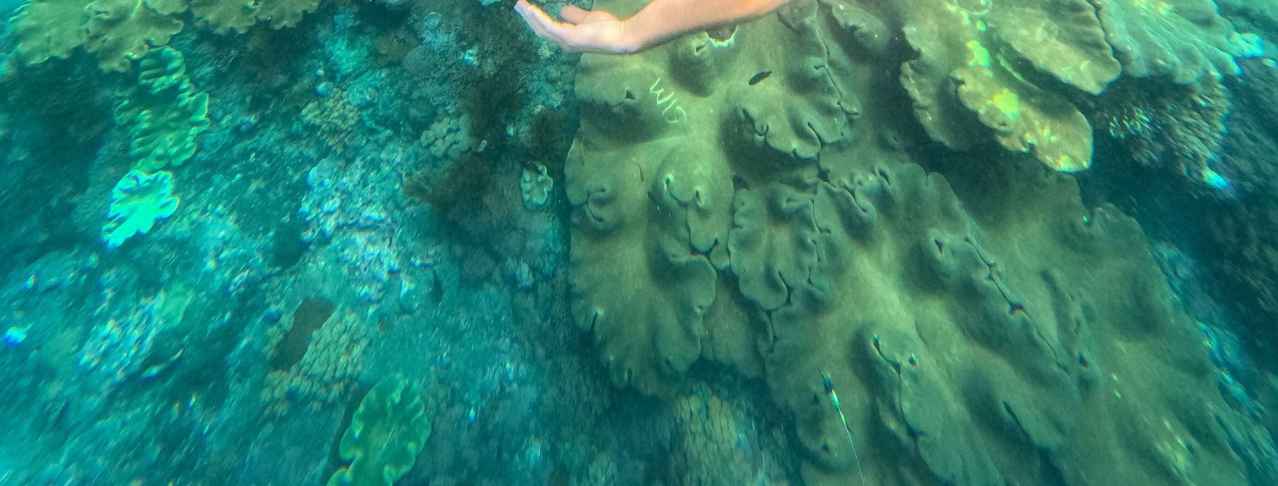 倫邦岸島（Nusa Lembongan）一日遊艇體驗