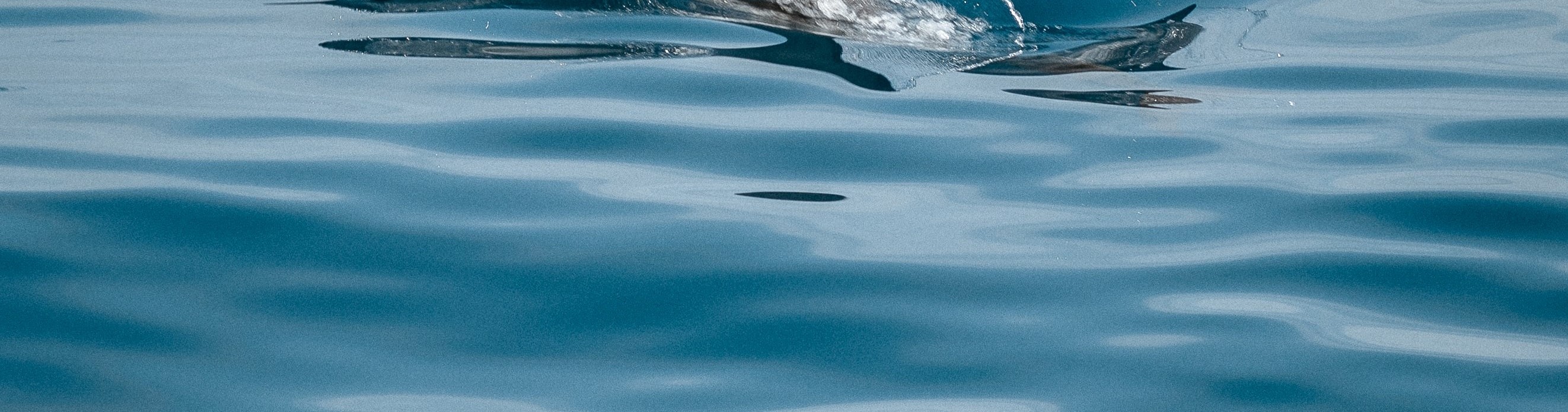 Sataya Dolphin House Boat tour with lunch 