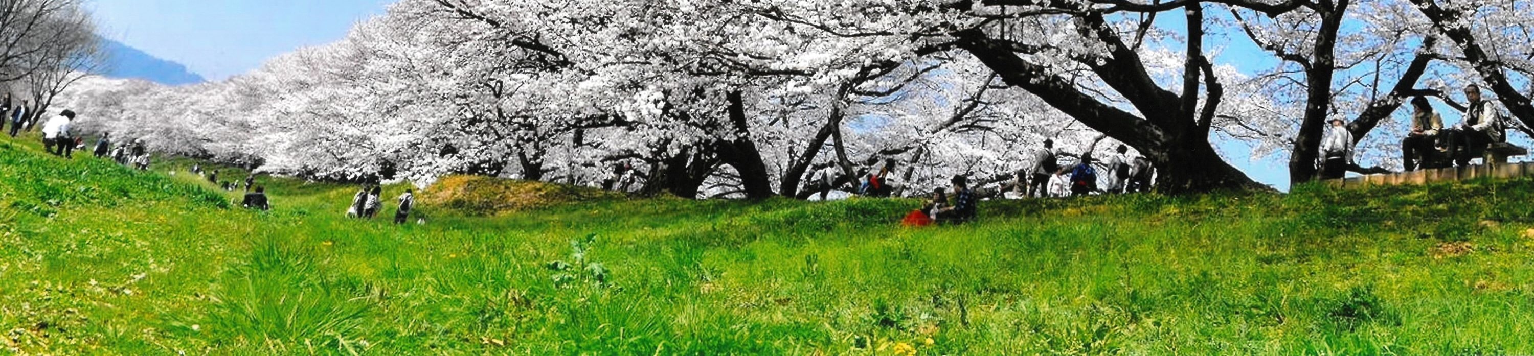 期間限定 淀川背割堤樱花祭  | 漫步1.4km櫻花隧道・宇治・勝尾寺・箕面大瀑布 