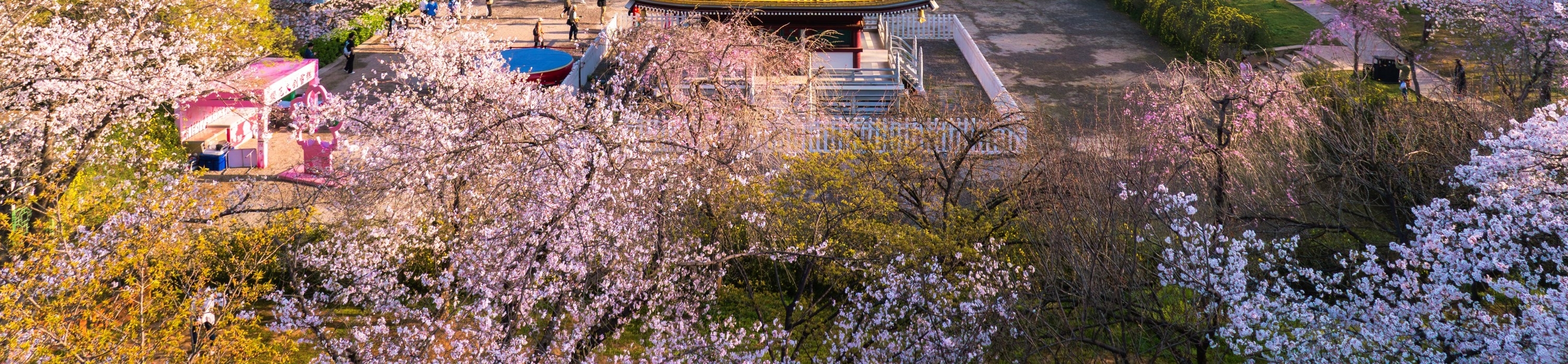 東湖櫻花園