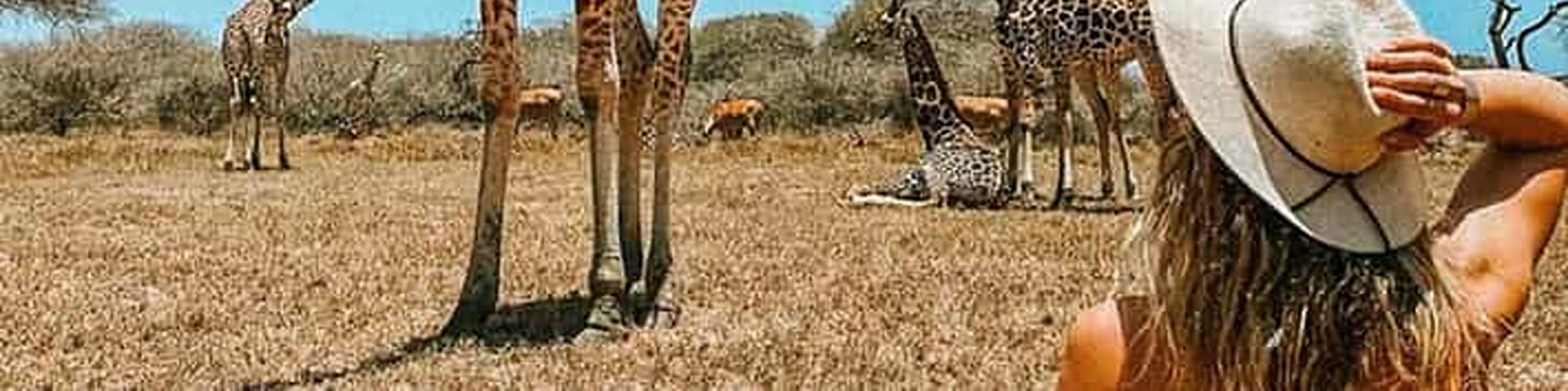 Mombasa: Giraffes Feeding Experience At Haller Park. 