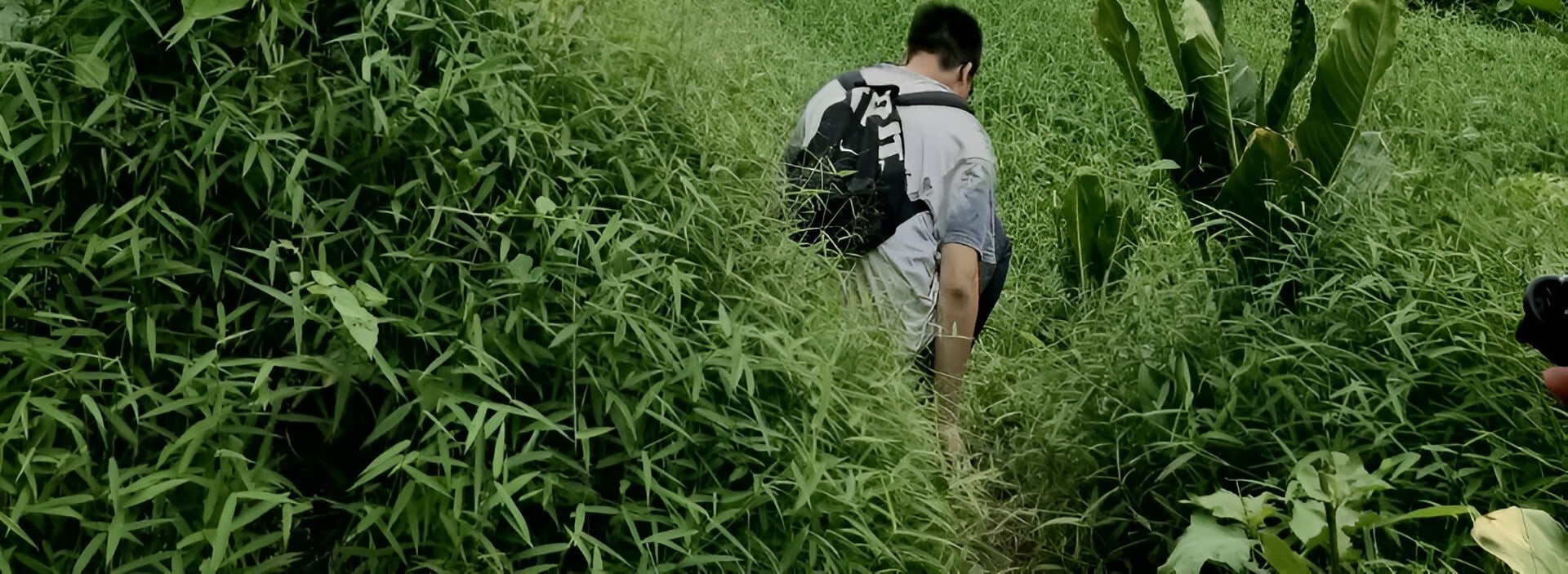 Hidden Hiking Trails in Singapore