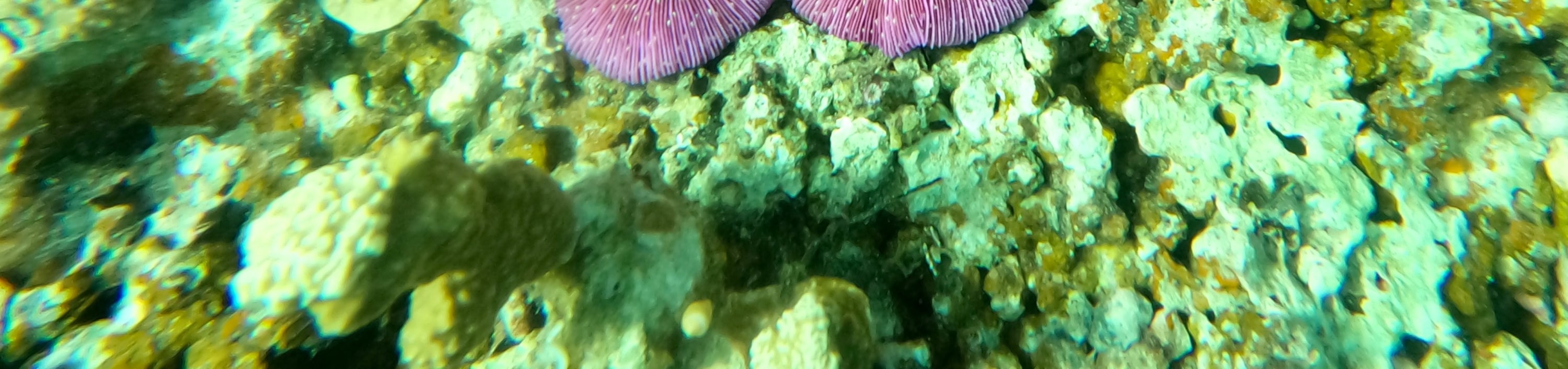 關島水肺潛水 & 立式槳板SUP課程