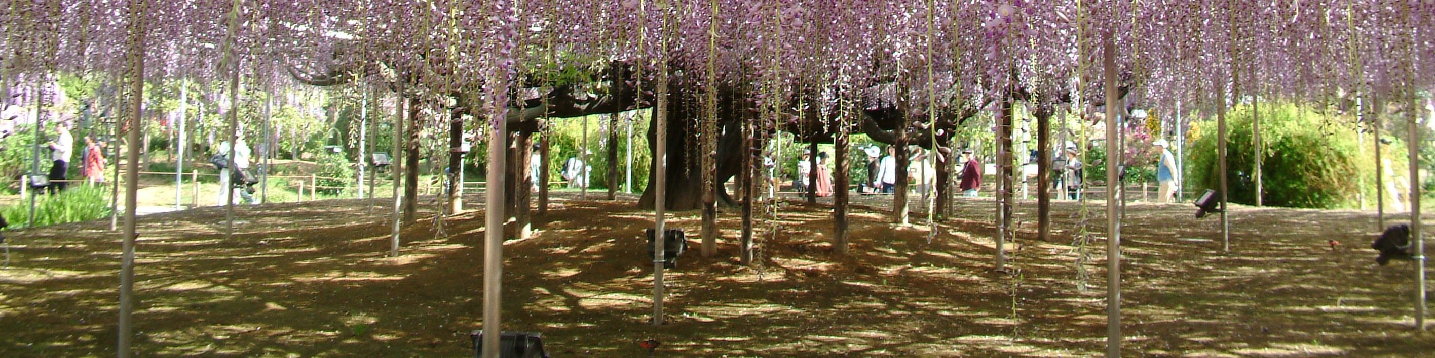 園內擁有樹齡超過 150 年的大藤,花穗如瀑布般垂落,氣勢宏偉,被譽為「日本第一大藤」。 園內擁有樹齡超過 150 年的大藤,花穗如瀑布般垂落,氣勢宏偉,被譽為「日本第一大藤」。