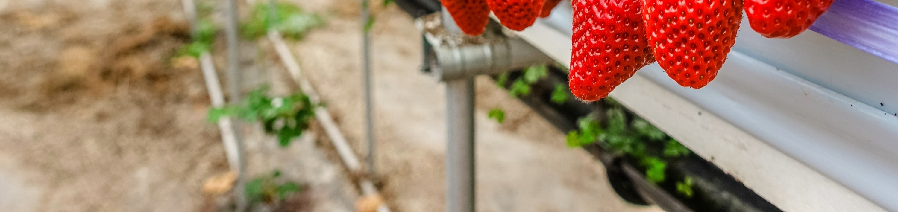 與家人一起享受採摘草莓的樂趣。