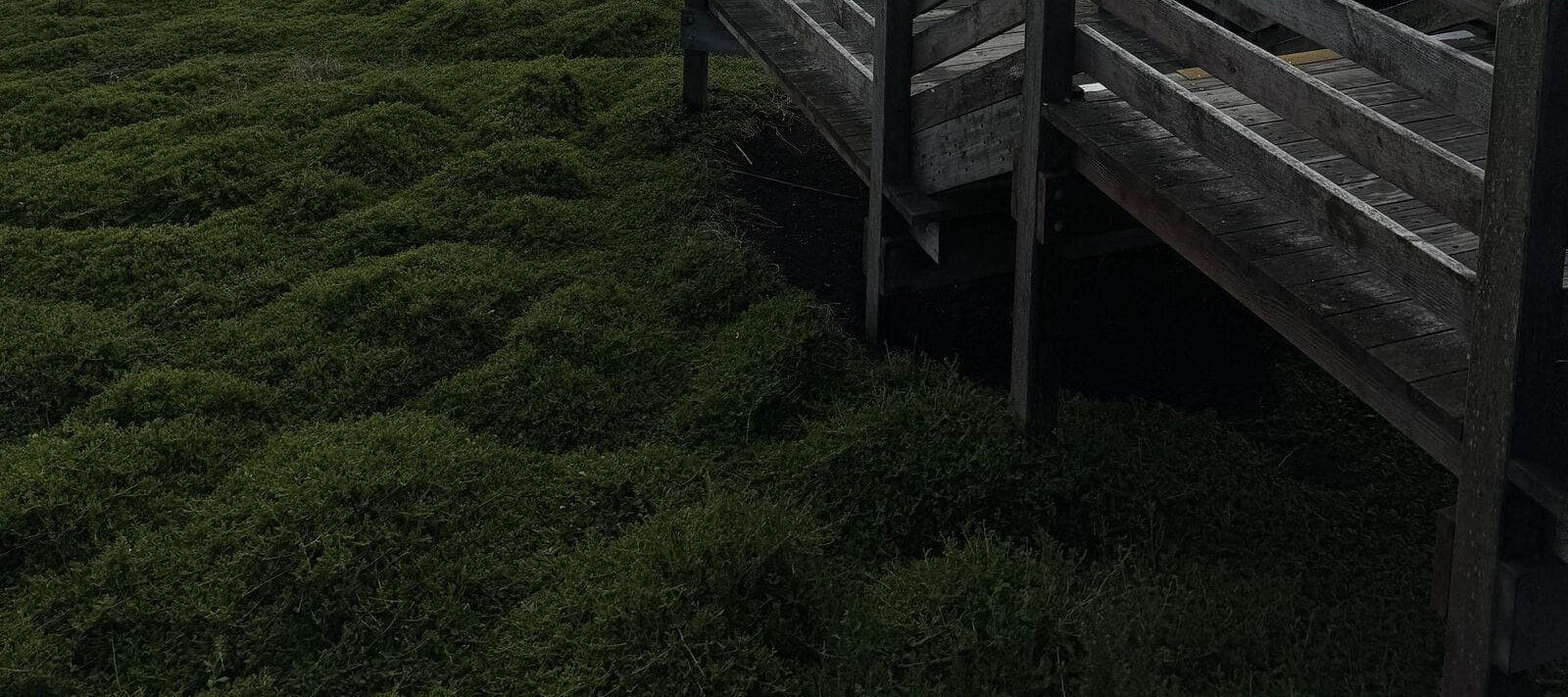 從墨爾本出發的菲利普島企鵝遊行之旅