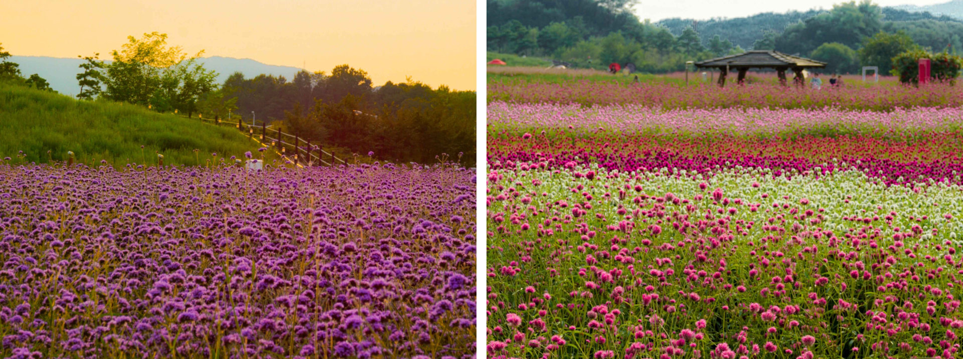 秋季時節，納里公園 (Nari Park) 搖身一變，成為一片夢幻般的粉黛亂子草花海。在秋日天空下，粉色波浪隨風搖曳，是拍照和悠閒漫步的絕佳去處。