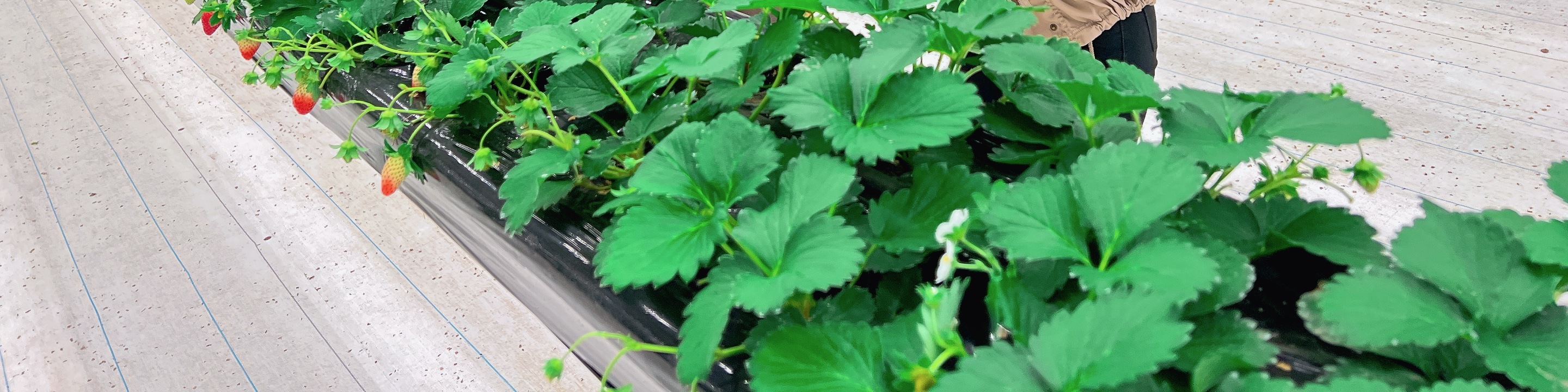 茨城縣草莓無限量採摘 & 大洗水族館一日遊