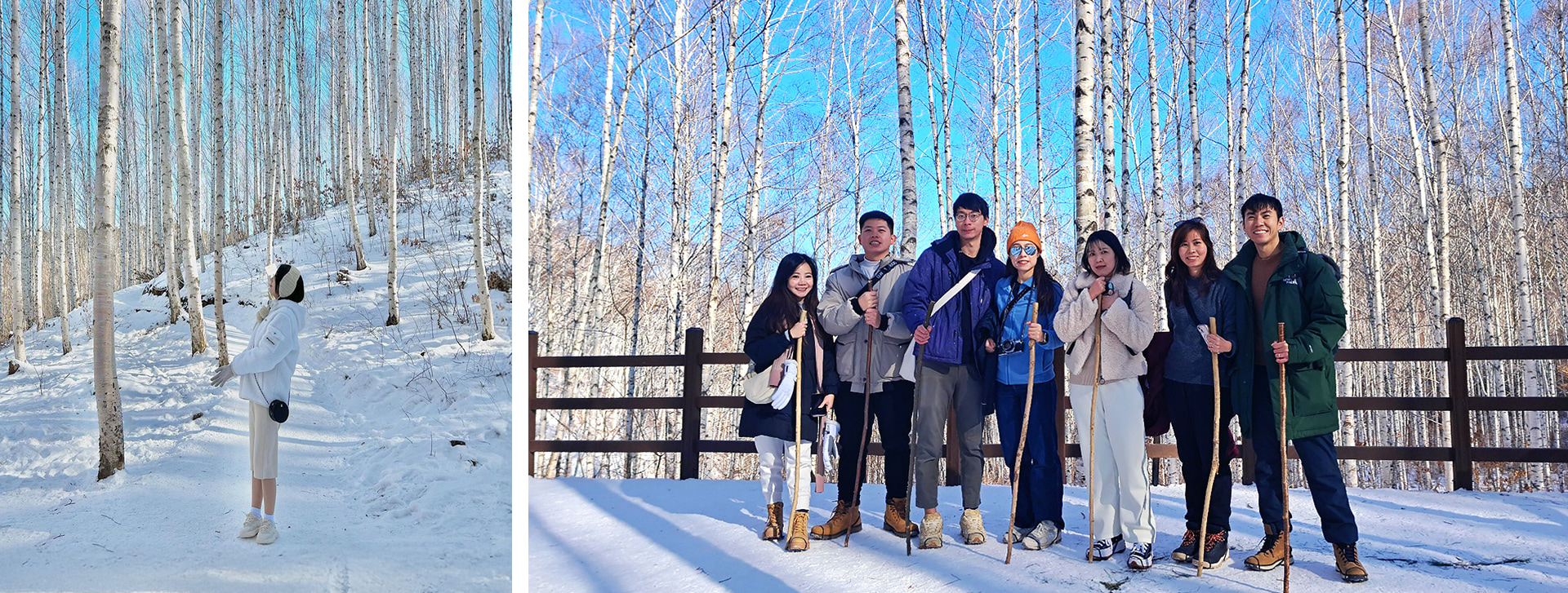 ❄️ 樺樹的樹幹和白雪融為一體,讓您感覺彷彿置身於另一個世界。 ❄️ 樺樹的樹幹和白雪融為一體,讓您感覺彷彿置身於另一個世界。