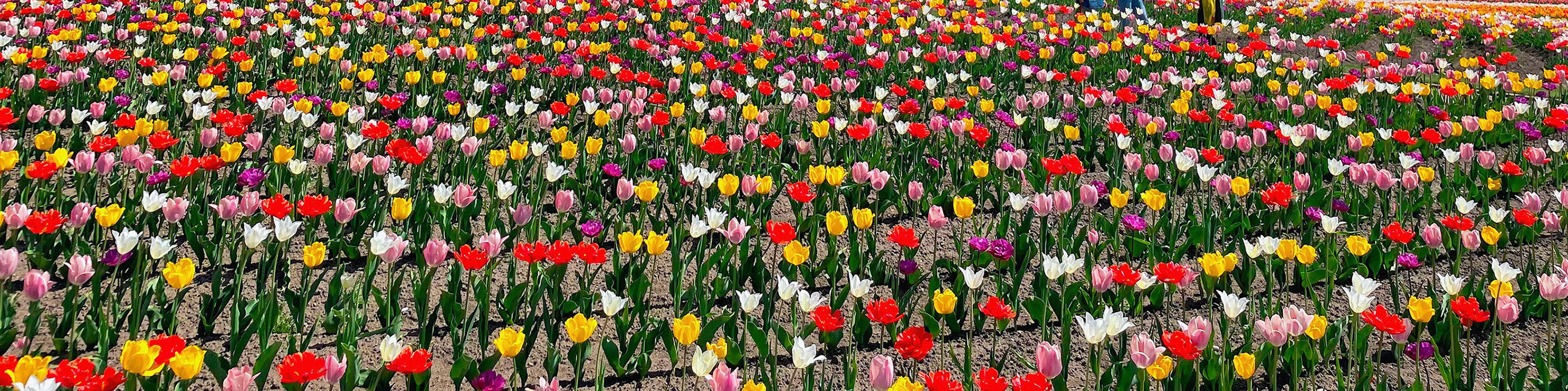 【5月限定｜北海道春季花海奇景】札幌出發1日遊｜10萬㎡粉紅芝櫻山&北海道最大鬱金香花田