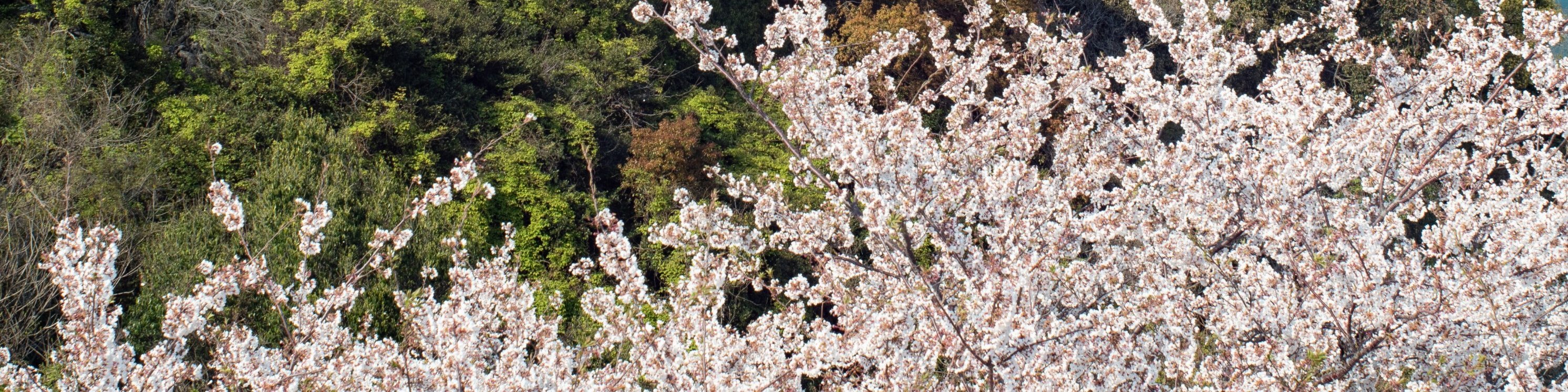 瀨戶內島波海道自行車租借與乘船體驗（尾道－今治）