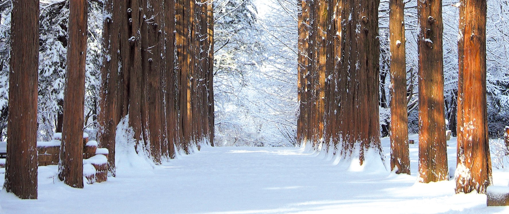 探索南怡島及更多精彩!完美一日遊,飽覽壯麗景色、探索獨特景點,並享有輕鬆便捷的交通接駁。 探索南怡島及更多精彩!完美一日遊,飽覽壯麗景色、探索獨特景點,並享有輕鬆便捷的交通接駁。
