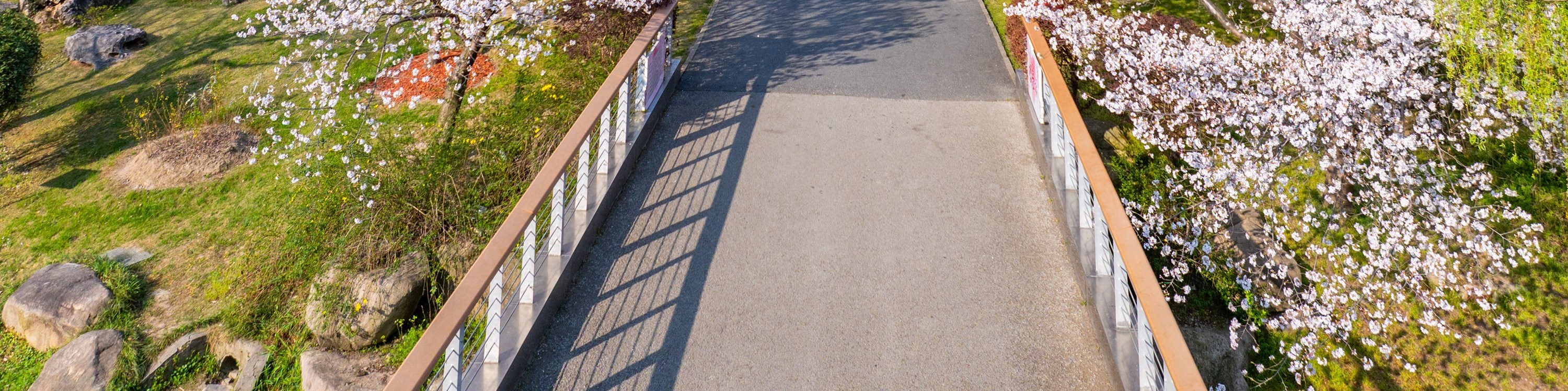 上海顧村公園櫻花盛開景色