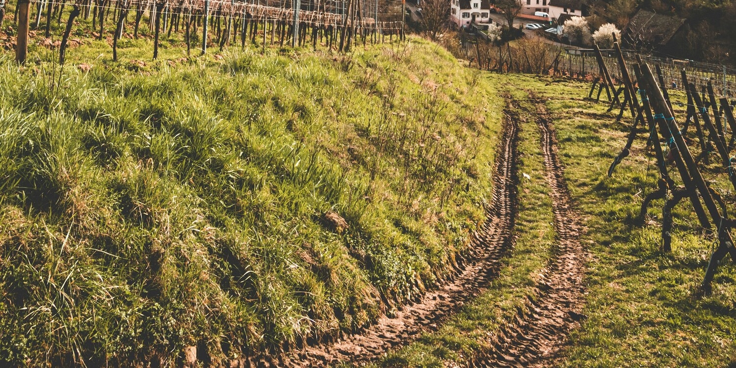 Strasbourg, Colmar, Eguisheim, Riquewihr: Private Tour
